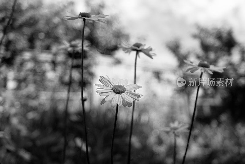 夏天野花B&amp; W